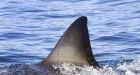 Sharks blamed for increase in Calif. otter deaths