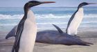 Scientists reconstruct 'elegant' giant penguin