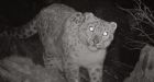Rare snow leopards caught on camera in Indian conflict zone