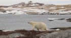 Polar bear shot to death in Nfld. coastal community