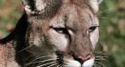Alleged cougar spotted in southern Ontario
