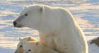 Healthy polar bear count confounds doomsayers
