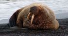 National Geographic adventurer recalls walrus attack