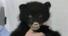 Eagles, bear cubs starving on Vancouver Island