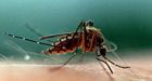 Insect bite remedies not effective