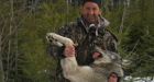 'Wolf' killed in N.B. may be 1st in a century