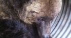 3 Kootenay grizzlies destroyed after eating sheep