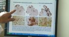 Signs of brain disease found in soldiers exposed to IEDs