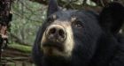 Bear pulls corpse from car near Kamloops