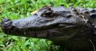 Alligator bites off Florida teenager's arm in attack