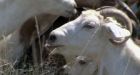 Goats used to eliminate weeds in B.C. pilot project