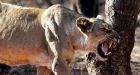 Zimbabwe man survives 'face to face' lioness attack