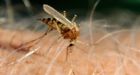 High rates of West Nile virus found in Toronto mosquitoes