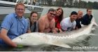 Another giant sturgeon caught in Fraser River