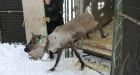 Transplanted Purcell Mountain caribou fail to survive