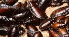 Cockroach-eating competition man 'choked to death'