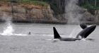 Salmon fishing not affecting orcas' health: report