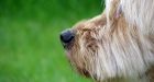 No, dogs don't have to be bilingual in Montreal