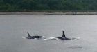 Killer whales spotted near Vancouver's Stanley Park