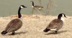 Geese threatening Windsor airport safety trucked to beach