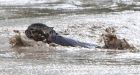 Momo the cat escapes Alberta flood