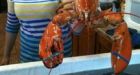 Rare orange lobster caught in Bay of Fundy