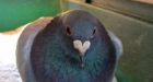 Japanese racing pigeon takes wrong turn...ends 4,000 miles away in Canada