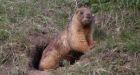 Boy dies of bubonic plague in Kyrgyzstan after eating marmot meat