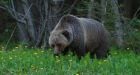 Grizzly bear attack hospitalizes B.C. hunter