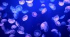 Jellyfish force nuclear plant shutdown in Sweden