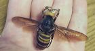 Giant hornet attacks in China leave at least 41 dead