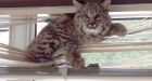How to get a bobcat out of your window blinds