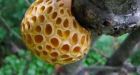 Researchers Confirm Origins of Yeast Used in Production of Lager Beer : News : University Herald