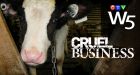Veal industry under scrutiny after hidden camera footage reveals horrific conditions and abuse