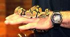Woman finds mystery snake in her bathroom at 3 a.m.
