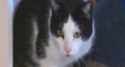 Angus the cat returns home after 8 years missing