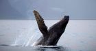 Humpback whale losing 'threatened' status amid Northern Gateway concerns
