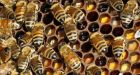 Cold winter may have killed off 30% of honeybees