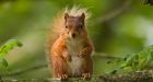 Prince Charles's attack on grey squirrels is nostalgia posing as environmentalism