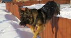 'Quanto's Law' would increase penalties for harming police dogs