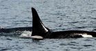 Orca 'Granny,' 103, comes home for Mother's Day