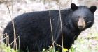 Male victim in hospital after possible bear attack in northern Alberta |