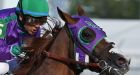 California Chrome may abandon Triple Crown bid if officials deny nasal strip use