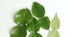 Kaffir lime tainted with the sour taste of racism