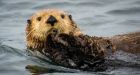 Sea otter caught on camera in rare sighting in B.C.'s Georgia Strait