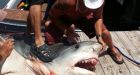 800-pound tiger shark from Gulf of Mexico served up to poor, homeless in Texas