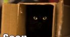 You Can Get Hacked Just By Watching This Cat Video on YouTube