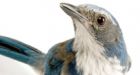 Western Scrub Jays Are Capable of Metacognition