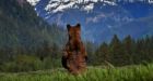 Tool-wielding grizzly bears smarter than the rest: study