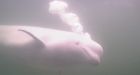Beluga cam captures Churchill's playful, 'magical' whales